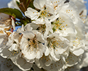 Orchard Blossom 81